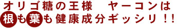 オリゴ糖の王様　ヤーコンは根も葉も健康成分がギッシリ！