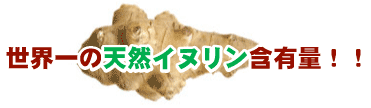 菊芋（キクイモ）は世界一の天然イヌリンを含んでいます